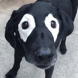 Meet your Posher, Cameron